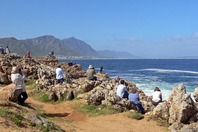 Hermanus Whale Watching Day Trip From Cape Town - Good To Know
