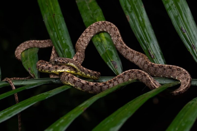 Herpetofauna Night Walk - Participant Requirements and Guidelines