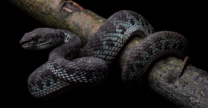 Herpetofauna Night Walk - Booking and Cancellation Policy