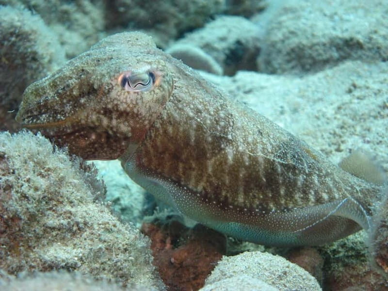 Hersonissos, Stalida: Scuba Diving Experience for beginners - FAQ  