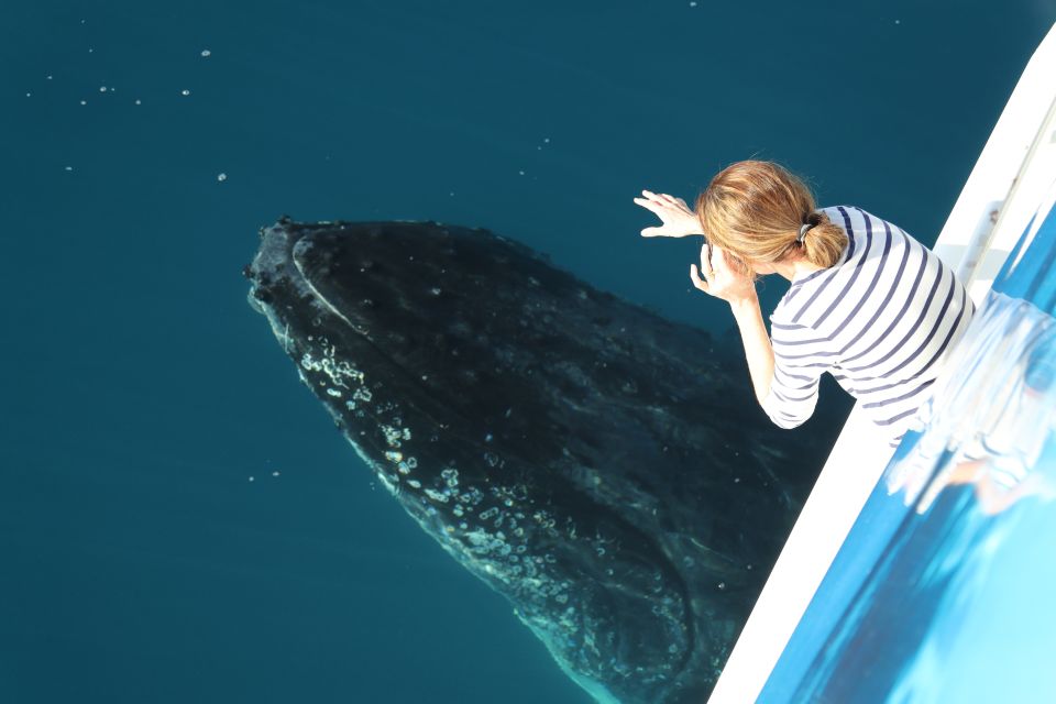 Hervey Bay 4-Hour Whale Watch Encounter - Pricing and Duration