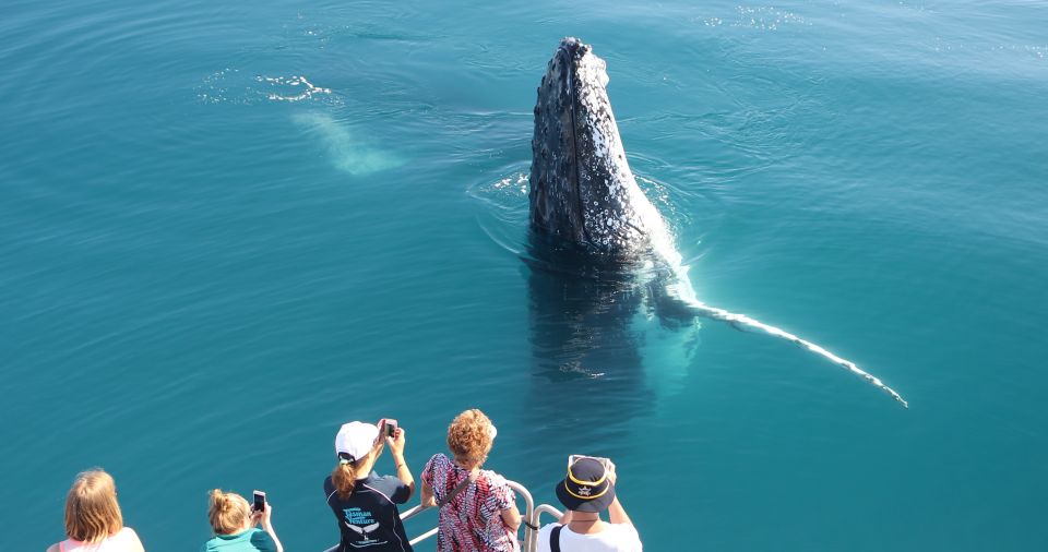 Hervey Bay 4-Hour Whale Watch Encounter - Language Options