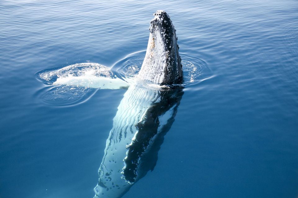 Hervey Bay 4-Hour Whale Watch Encounter - Pickup and Cancellation Policy