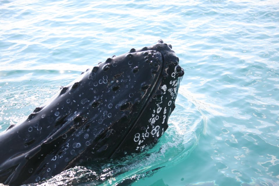 Hervey Bay 4-Hour Whale Watch Encounter - Itinerary Highlights