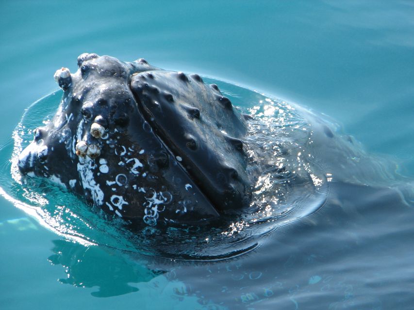 Hervey Bay 4-Hour Whale Watch Encounter - Customer Reviews