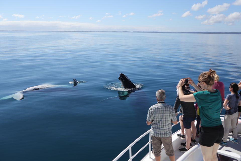Hervey Bay 4-Hour Whale Watch Encounter - Frequently Asked Questions