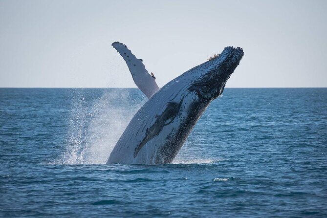 Hervey Bay: Best Value Half Day Whale Watching Cruise - Detailed Tour Breakdown