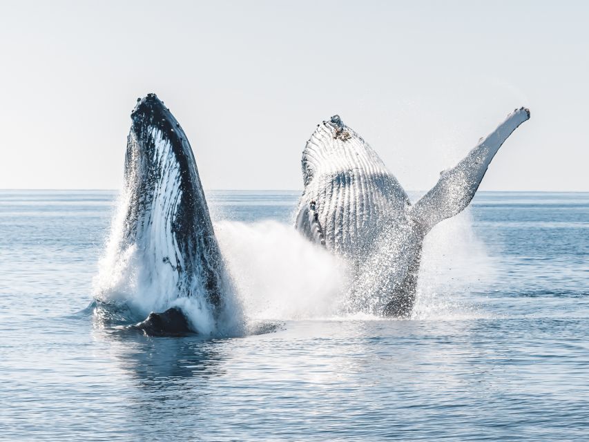 Hervey Bay: Half-Day Whale and Island Adventure by Boat - Tour Highlights