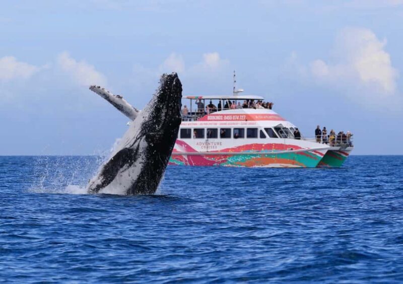 Hervey Bay: Half-Day Whale-Watching Cruise - Introduction: What to Expect from Hervey Bay’s Whale-Watching Tour