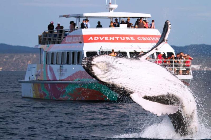 Hervey Bay: Half-Day Whale-Watching Cruise - Key Points