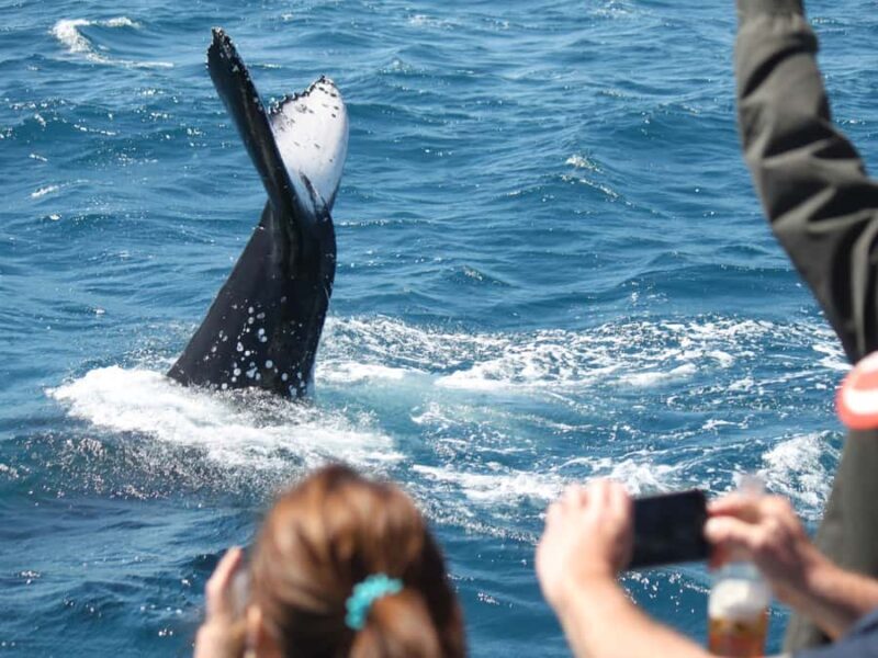 Hervey Bay: Half-Day Whale-Watching Cruise - The Authenticity of the Experience
