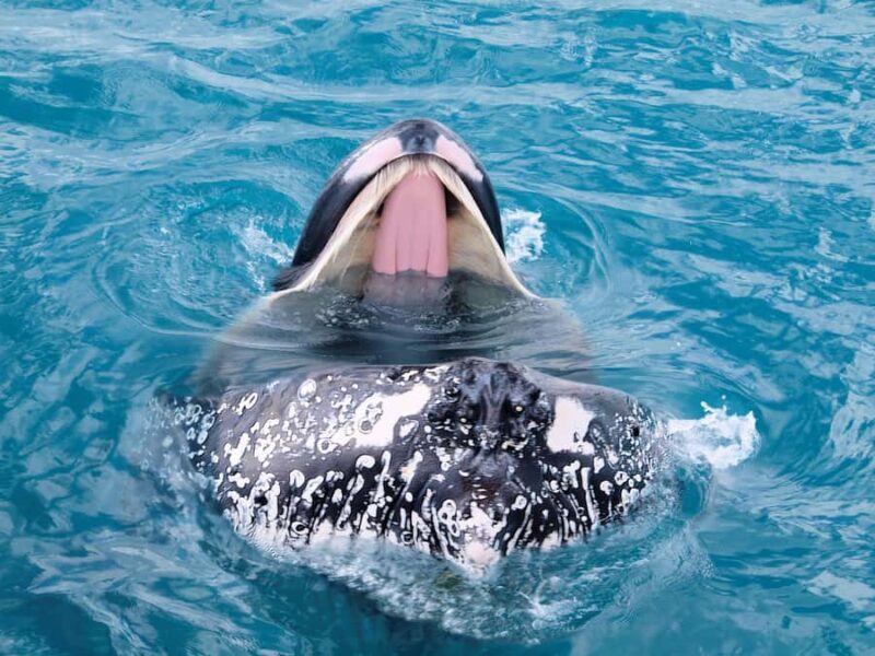 Hervey Bay: Half-Day Whale Watching Cruise - The Itinerary and What to Expect