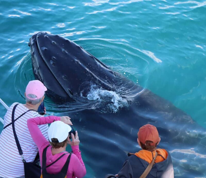 Hervey Bay: Half-Day Whale Watching Cruise - The Experience and Guest Reviews