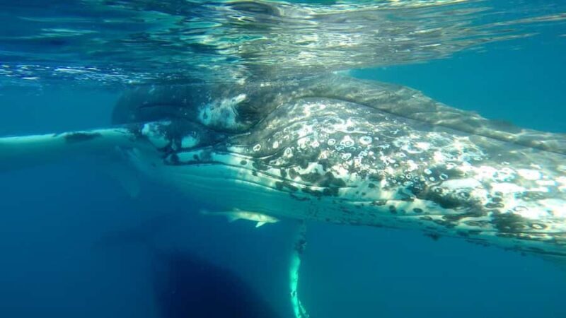 Hervey Bay: Half-Day Whale Watching Cruise - Practical Details and Tips