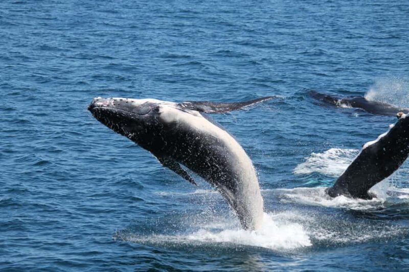 Hervey Bay: Half-Day Whale Watching Cruise - Authenticity and Experience Highlights