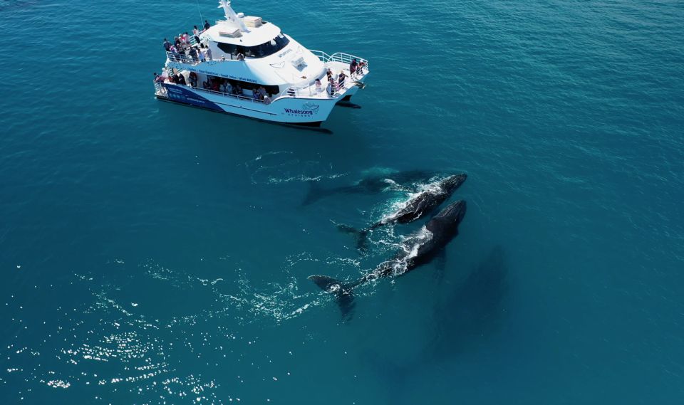 Hervey Bay: Half-Day Whale Watching Experience - Key Points