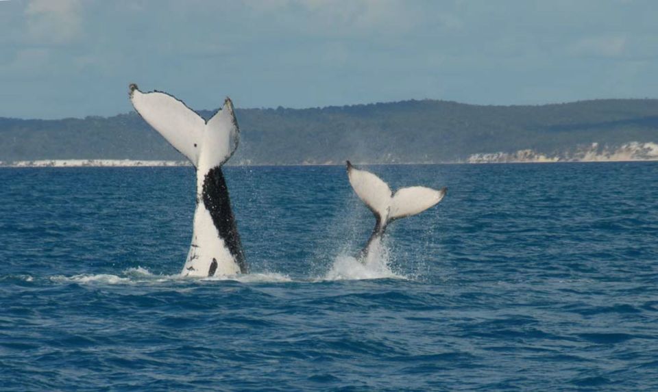 Hervey Bay: Half-Day Whale Watching Experience - Meeting Point