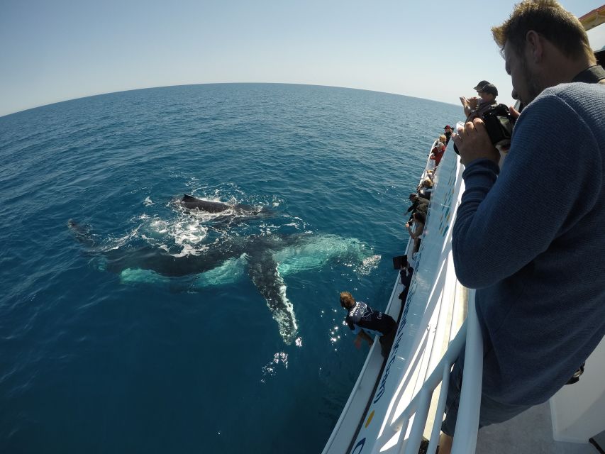 Hervey Bay: Half-Day Whale Watching Experience - Important Information