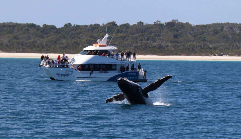 Hervey Bay: Half-Day Whale Watching Experience - Recap