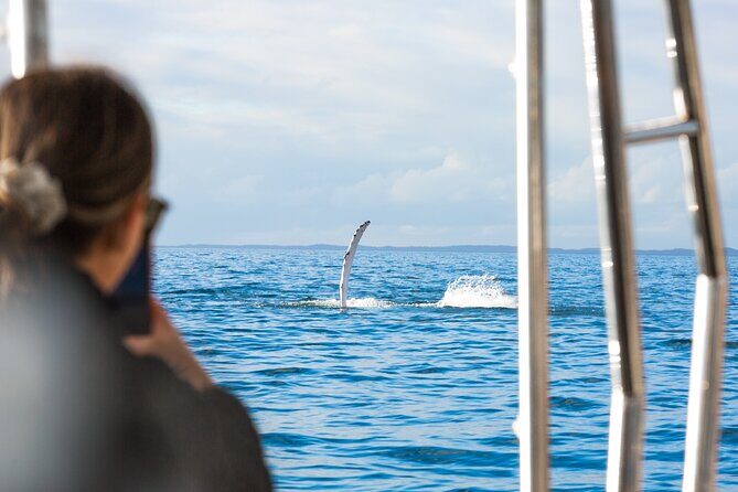 Hervey Bay: Half Day Whale watching & Island Stop Tour - The Sum Up