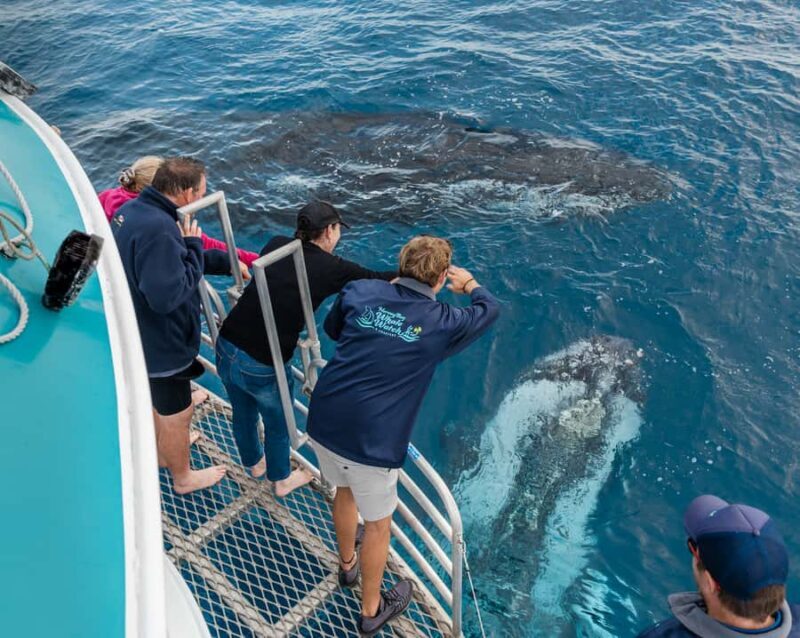 Hervey Bay: Humpback Whale-Watching Half-Day Cruise - An In-Depth Look at the Whale-Watching Experience