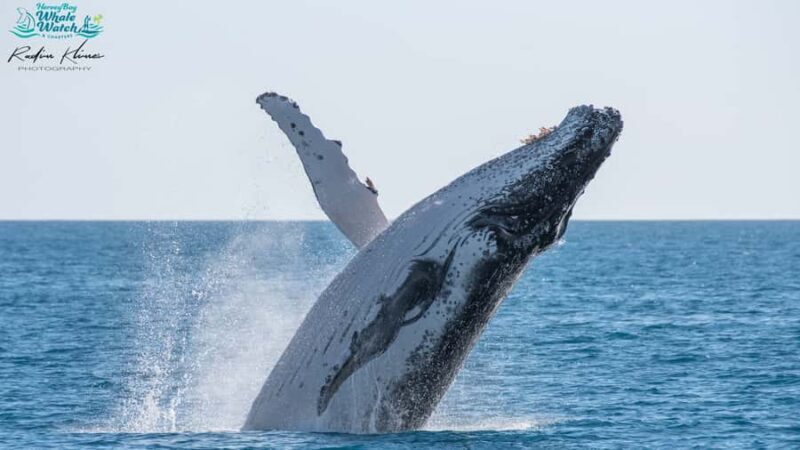 Hervey Bay: Humpback Whale-Watching Half-Day Cruise - Who Will Love This Tour?