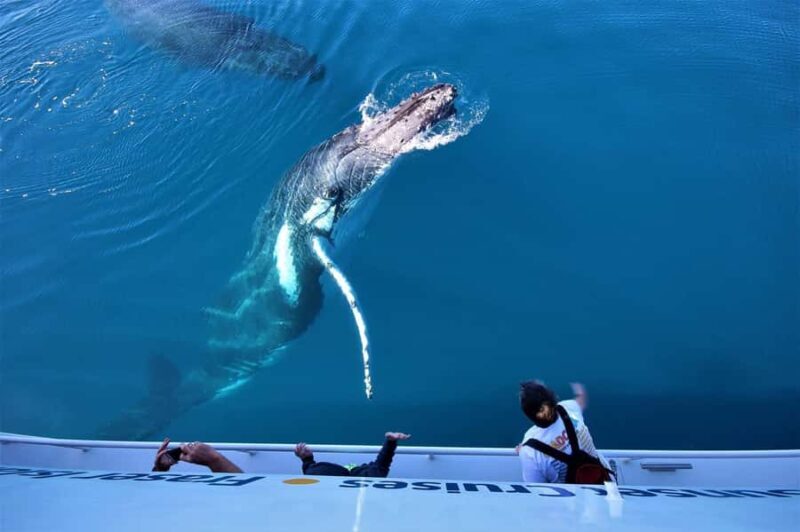 Hervey Bay: Pre-season Whale and Dolphin Watching Cruise - An In-Depth Look at the Experience