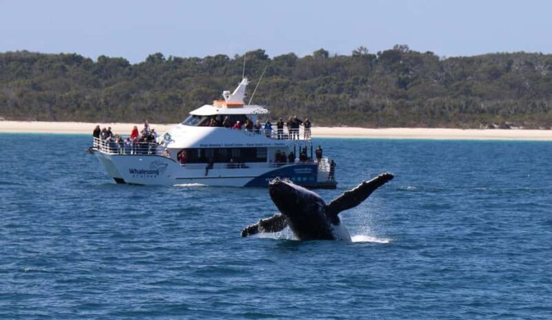 Hervey Bay: Pre-season Whale and Dolphin Watching Cruise - What Our Reviewers Say