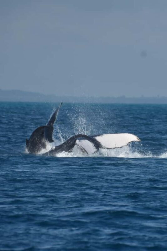 Hervey Bay: Pre-season Whale and Dolphin Watching Cruise - The Sum Up: Who’s This Tour Perfect For?