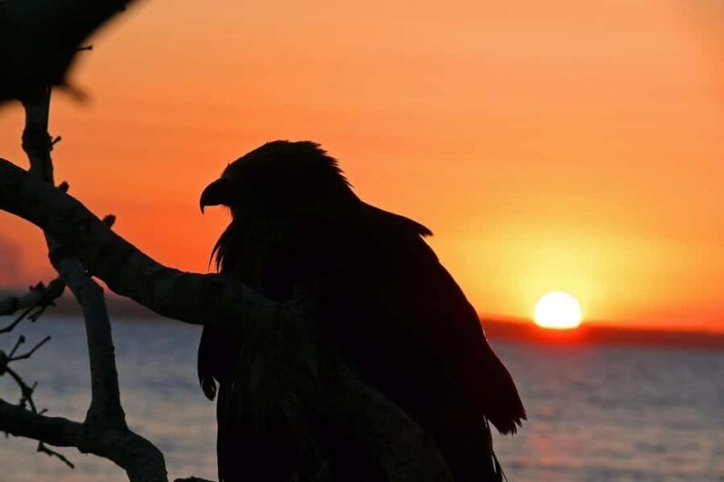 Hervey Bay: Relaxing Sunset Cruise with Champagne and Prawns - Key Points