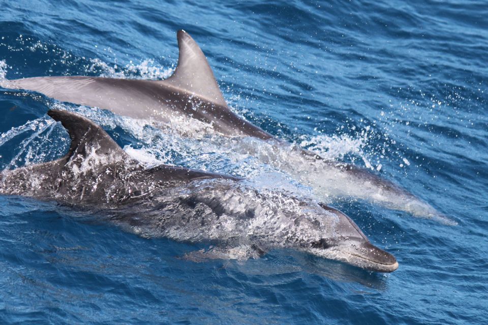 Hervey Bay: Scenic Fraser Island Fun Cruise - Tour Highlights
