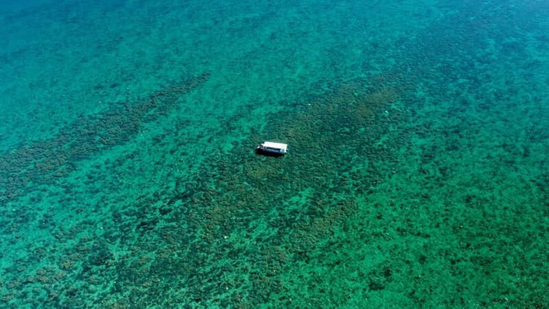 Hervey Bay: Turtle Discovery Eco Tour - Introduction