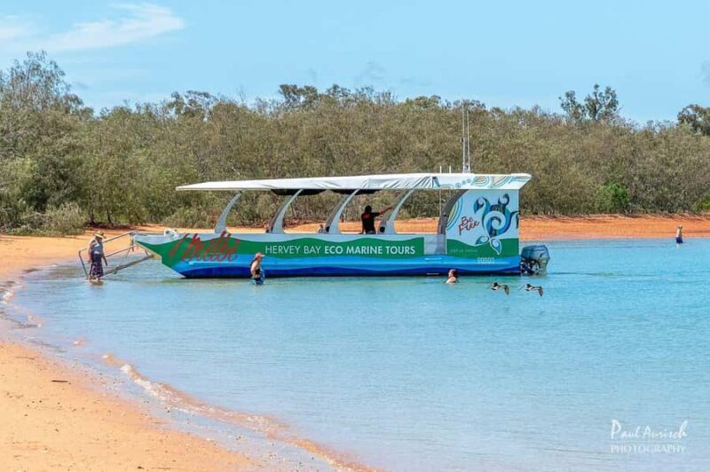 Hervey Bay: Turtle Discovery Eco Tour - Key Points