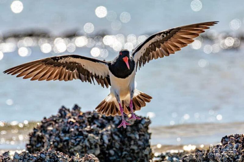Hervey Bay: Turtle Discovery Eco Tour - Final Thoughts