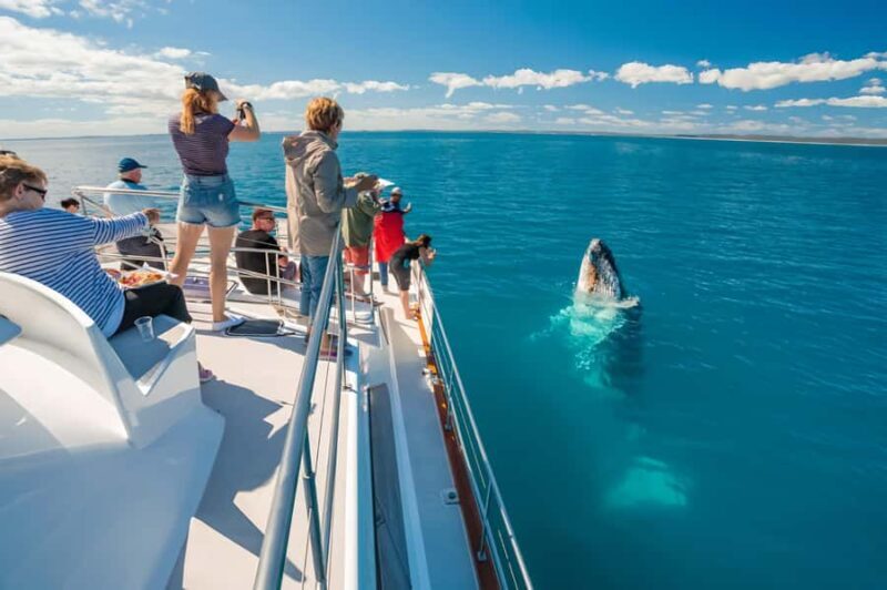 Hervey Bay Whale Odyssey Cruise - Key Points