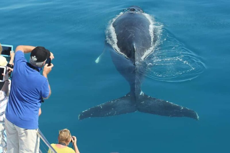 Hervey Bay Whale Odyssey Cruise - The Experience in Detail