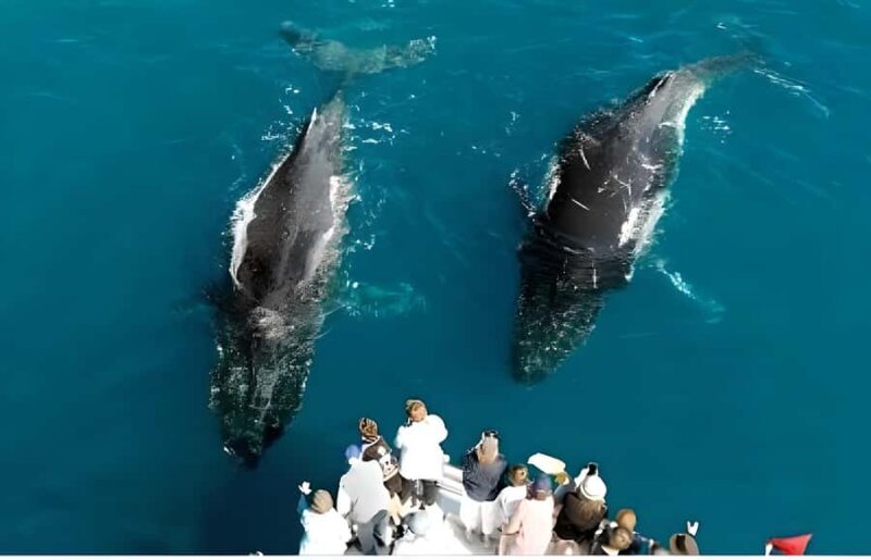 Hervey Bay Whale Odyssey Cruise - Who Will Love This Tour?