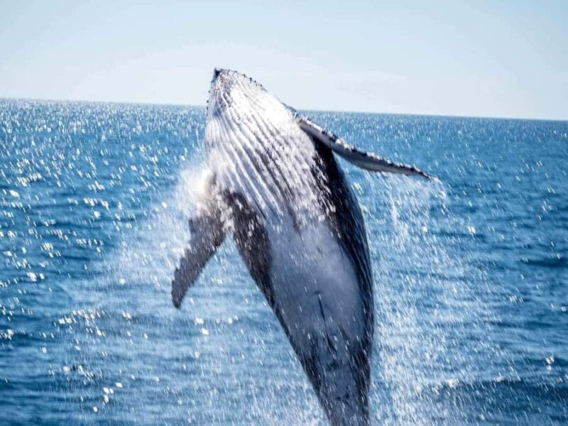 Hervey Bay Whale Odyssey Cruise - The Sum Up