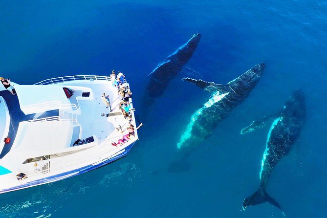 Hervey Bay Whale Watching Cruise - Key Points