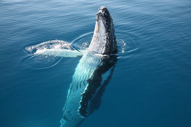 Hervey Bay Whale Watching Cruise - Practical Tips for Your Trip