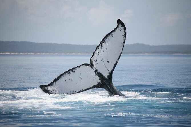 Hervey Bay Whale Watching Cruise - Why This Tour Offers Great Value