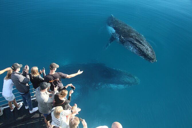 Hervey Bay Whale Watching Cruise - FAQs About the Hervey Bay Whale Watching Cruise