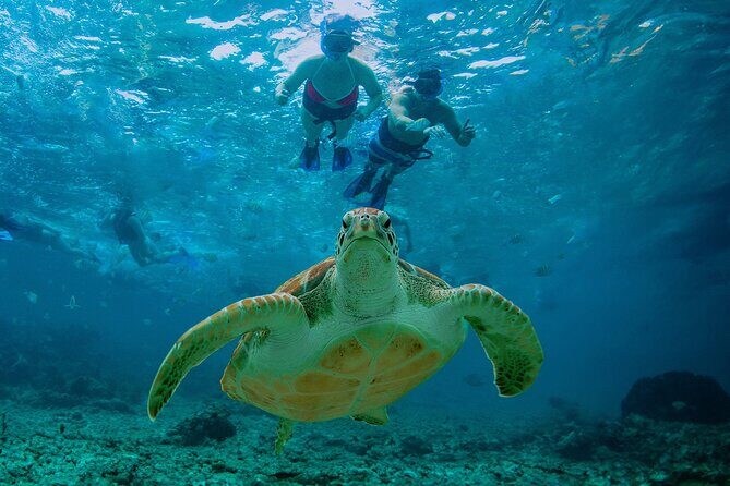 Hidden Cenote Swim: Snorkeling, Sea Turtles and Beachside Lunch - The Itinerary in Detail