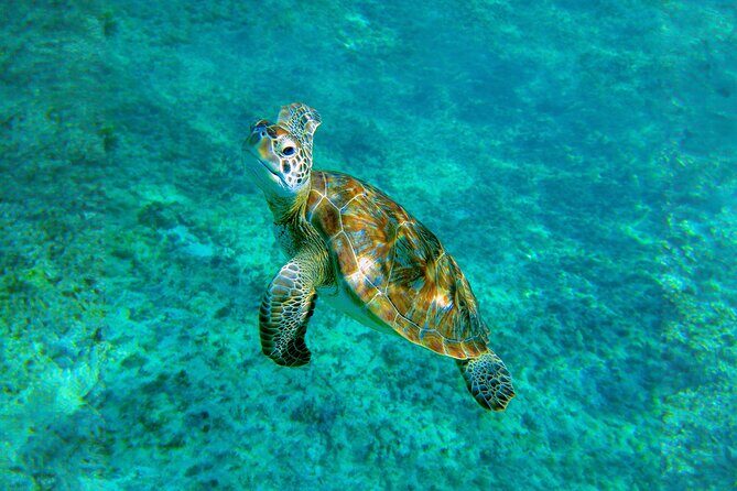 Hidden Cenote Swim: Snorkeling, Sea Turtles and Beachside Lunch - FAQs