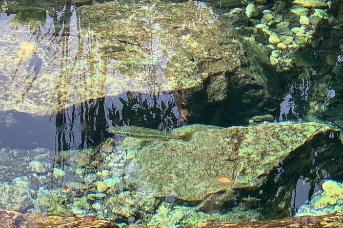 Hidden Gems of the North, Puerto Rico Private Tour - Key Points