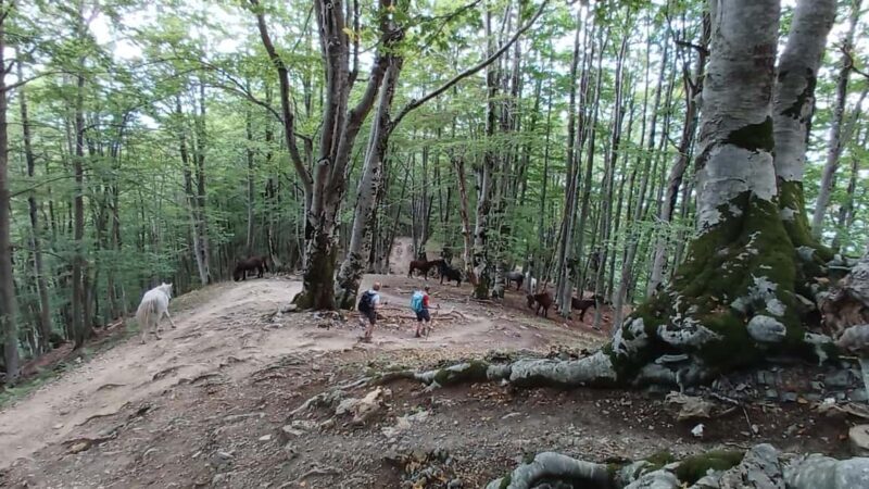 Hidden Gems of Theth:Private Day Tour to Waterfall &Blue Eye - The Sum Up: Is This Tour Worth Your Time and Money?