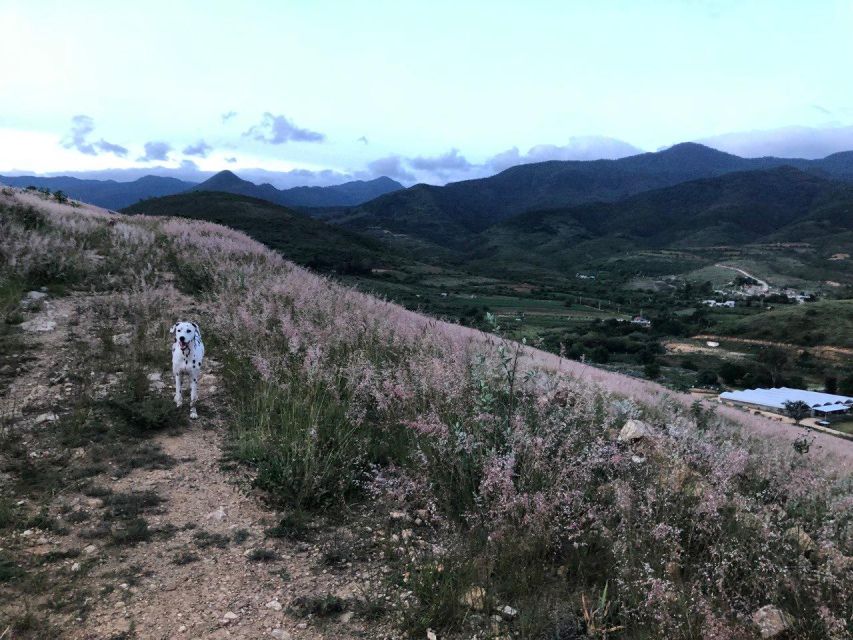 Hidden Hiking Trails With Dogs at the Sierra Norte Monutains - Key Points
