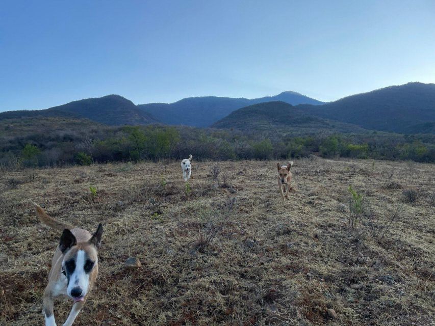 Hidden Hiking Trails With Dogs at the Sierra Norte Monutains - Hiking With Your Furry Companion