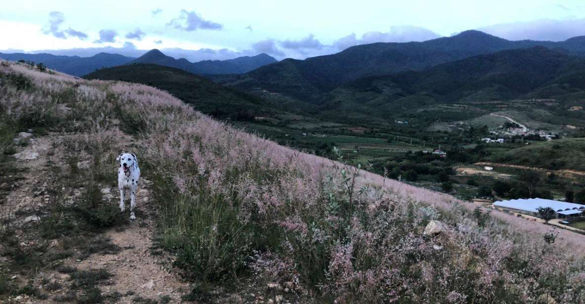 Hidden Hiking Trails With Dogs at the Sierra Norte Monutains - Snack Break and Refreshments