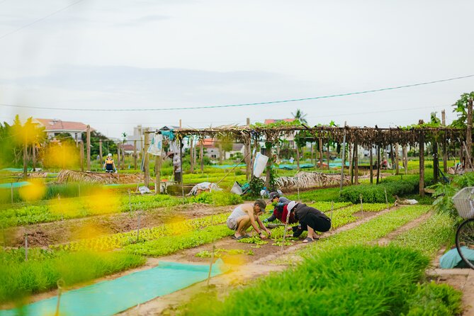 Hidden Hoi An Private Adventure by Electric Car - Accessibility Information